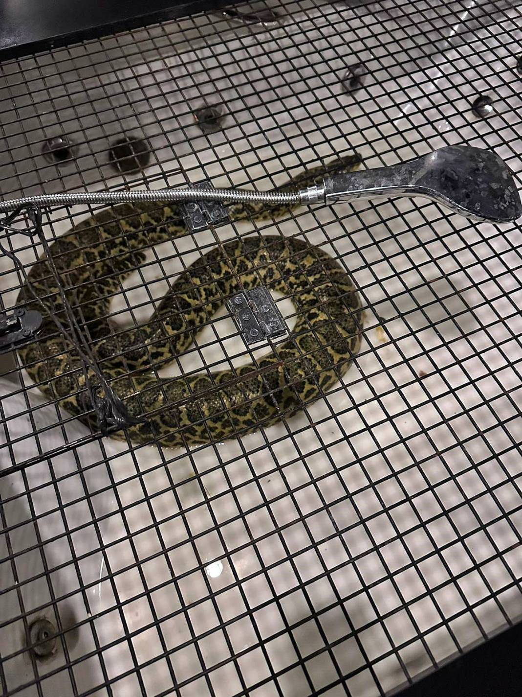 Eve baskın yapan polis Nil timsahı ve anakonda yılanla karşılaştı! Hayrete düşüren anlar 7